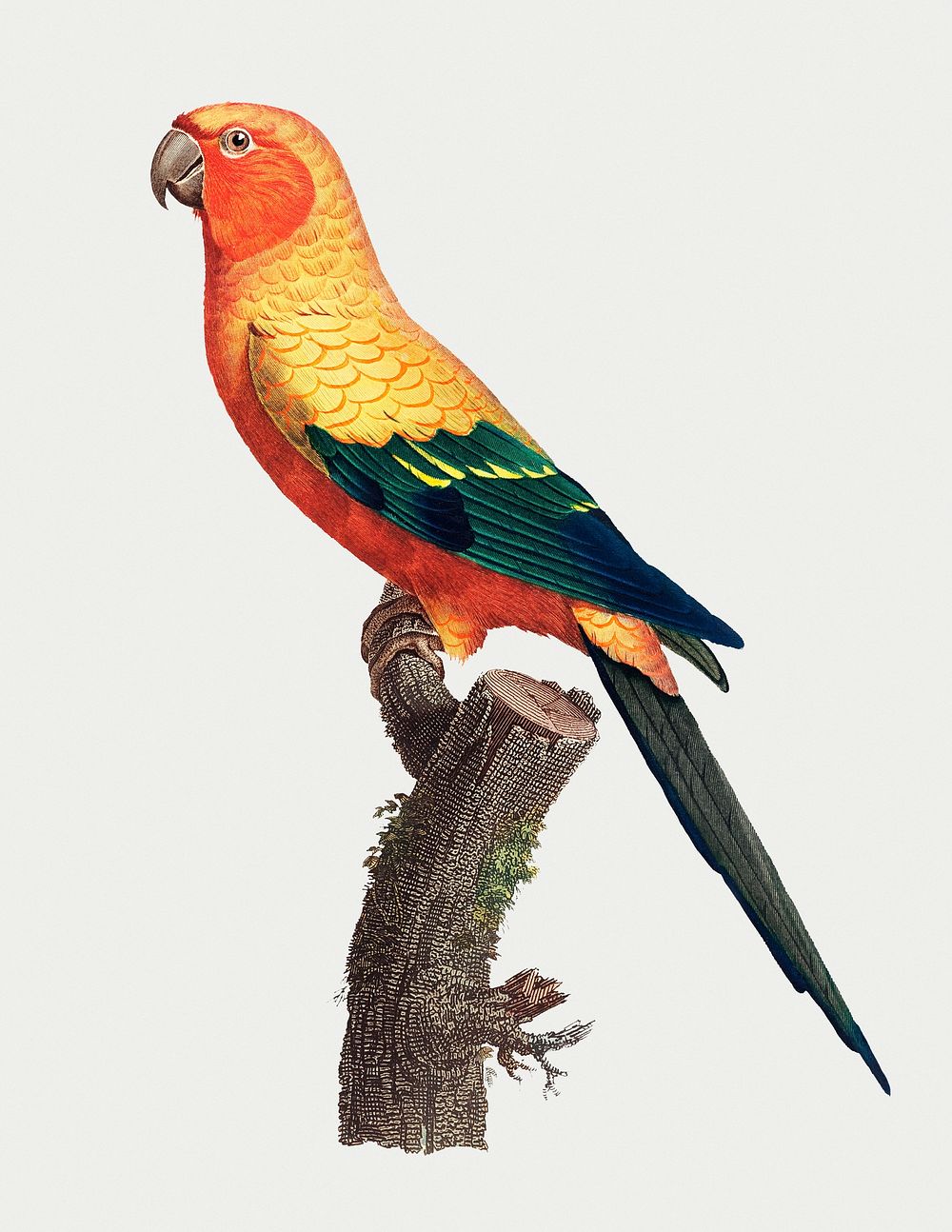 The Sun Parakeet (Aratinga solstitialis), male vintage illustration