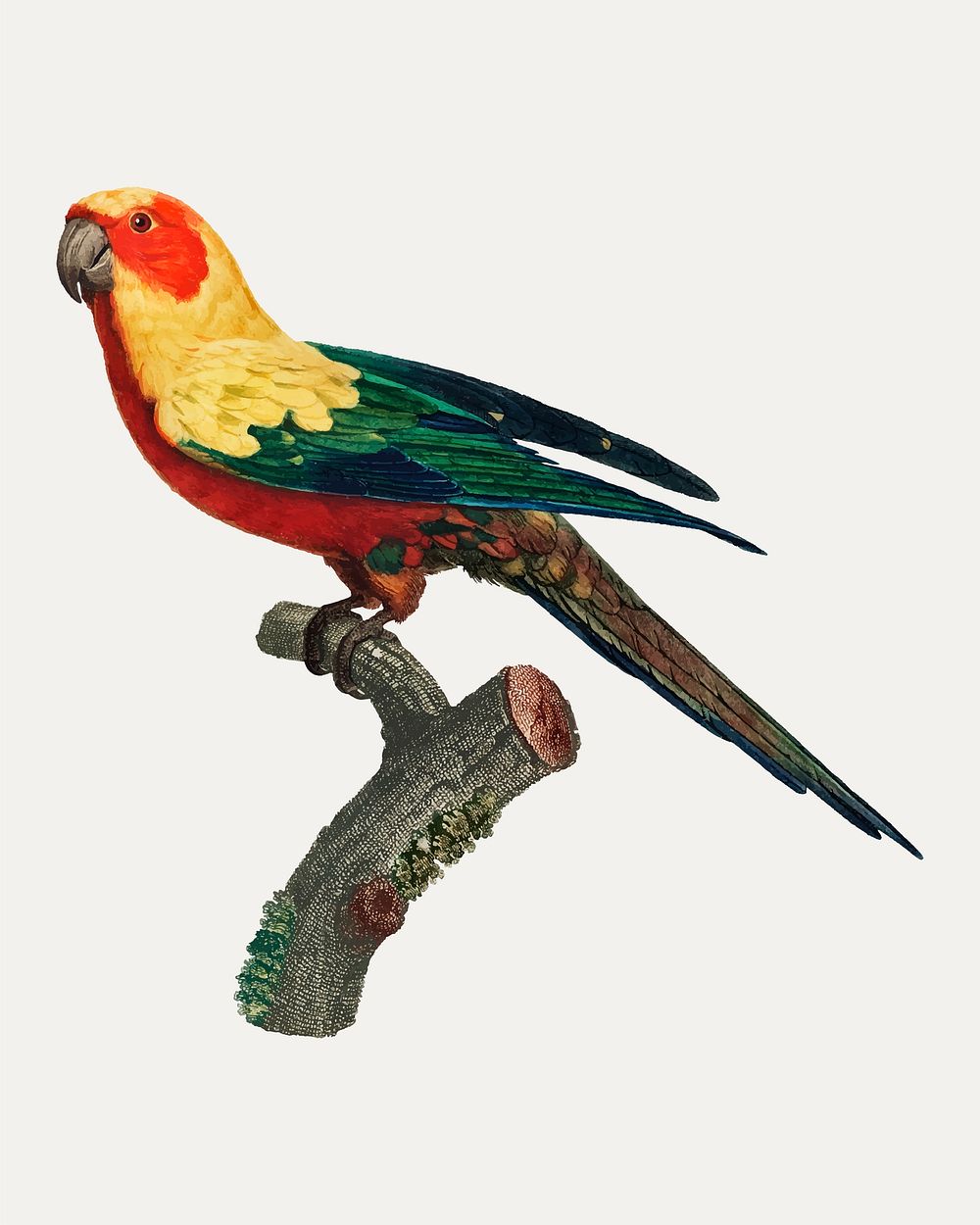 The Sun Parakeet (Aratinga solstitialis), female vintage illustration
