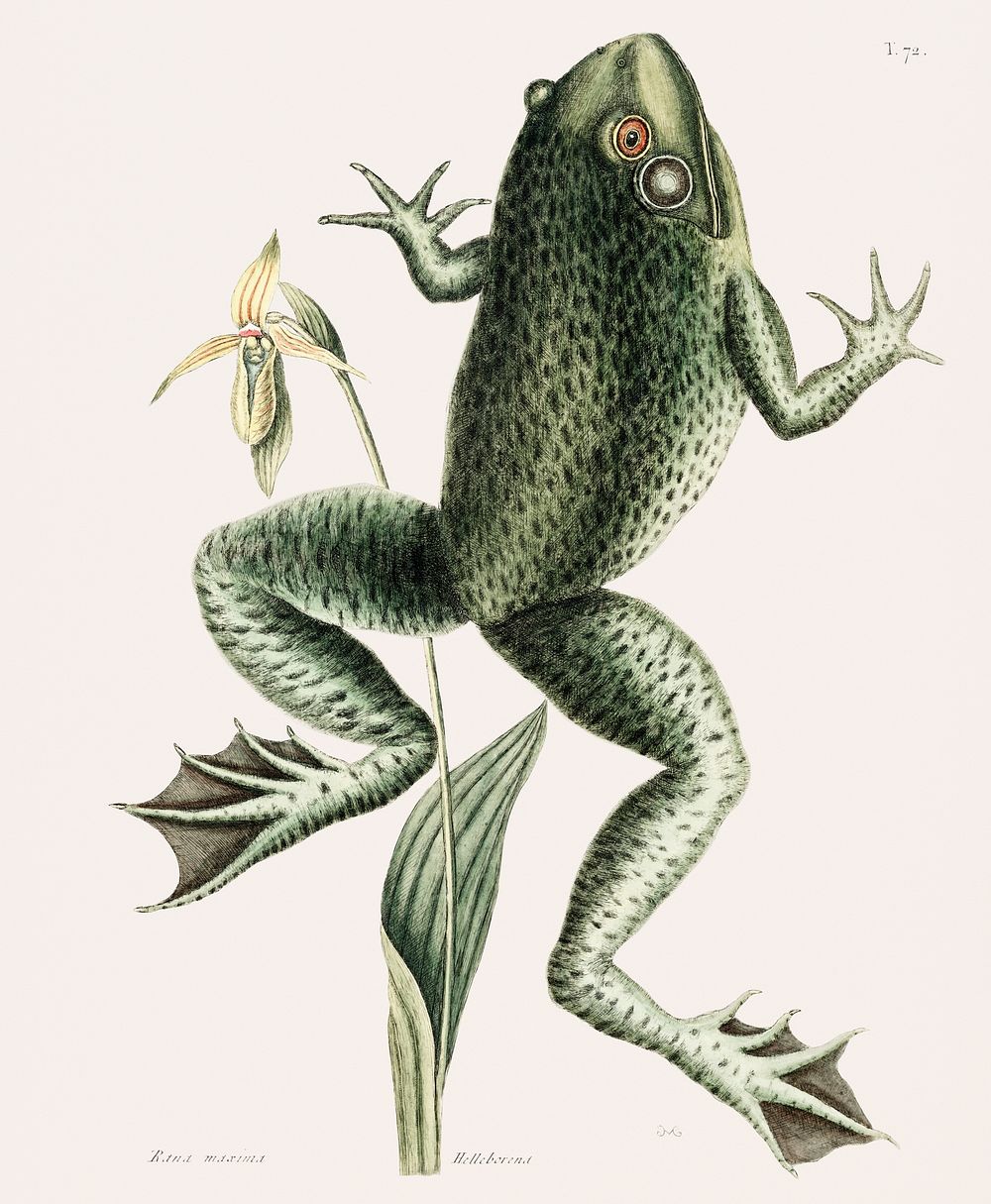 Vintage illustration of Bull Frog