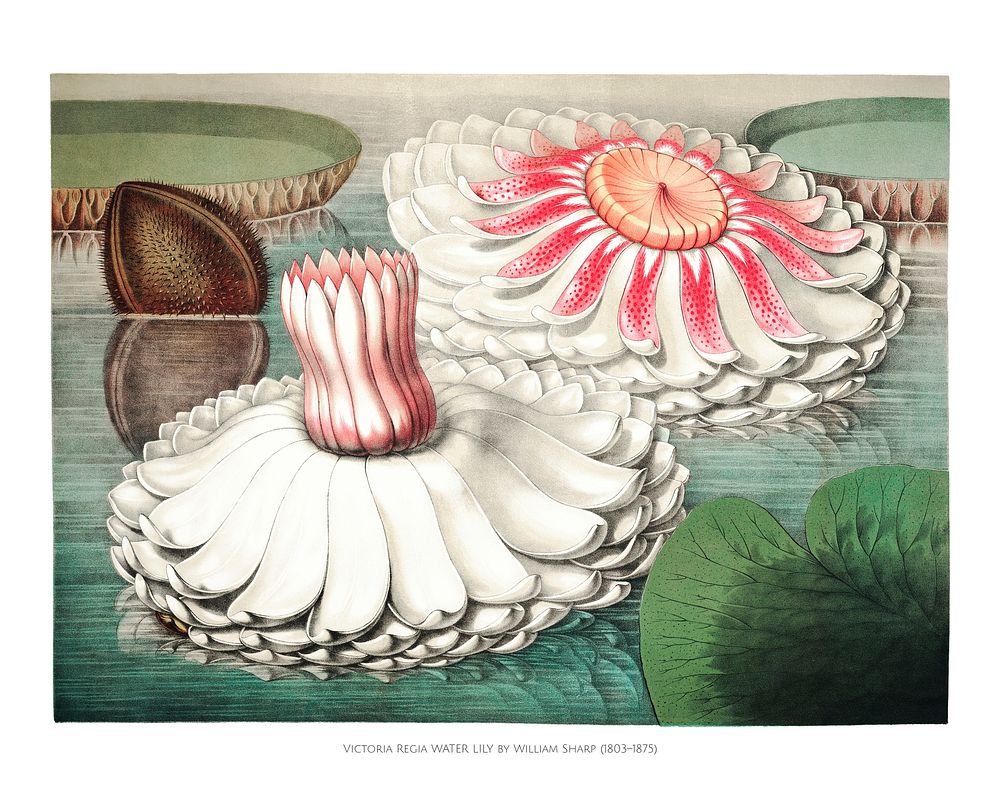 Great water lily art print, vintage Victoria Regia illustration, remix from the artwork of William Sharp