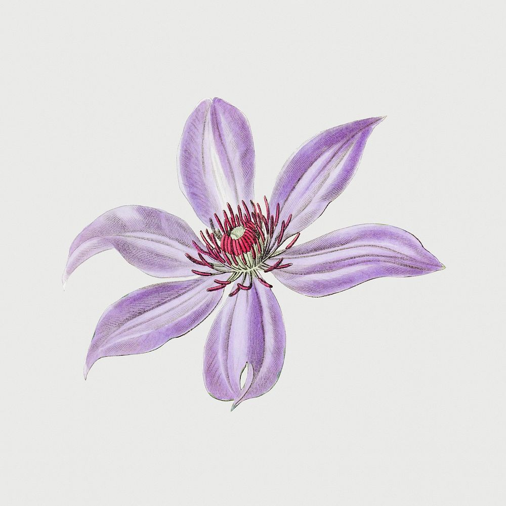 Violet clematis flower psd botanical illustration