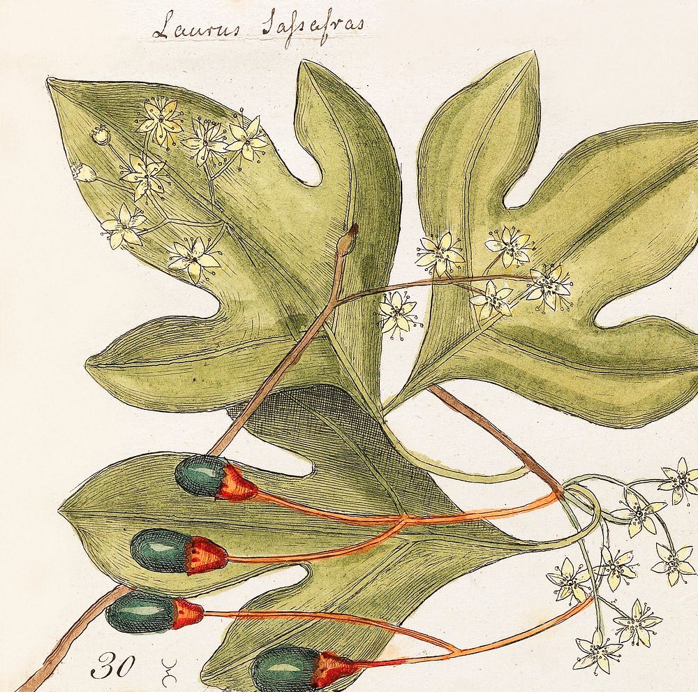 Tupelo Tree (Arbor in aqua nafeens) , Red Bay (Laurus Carolinenfis), Purple-berried Bay (Liguftrum Lauri folio), Saffafras…