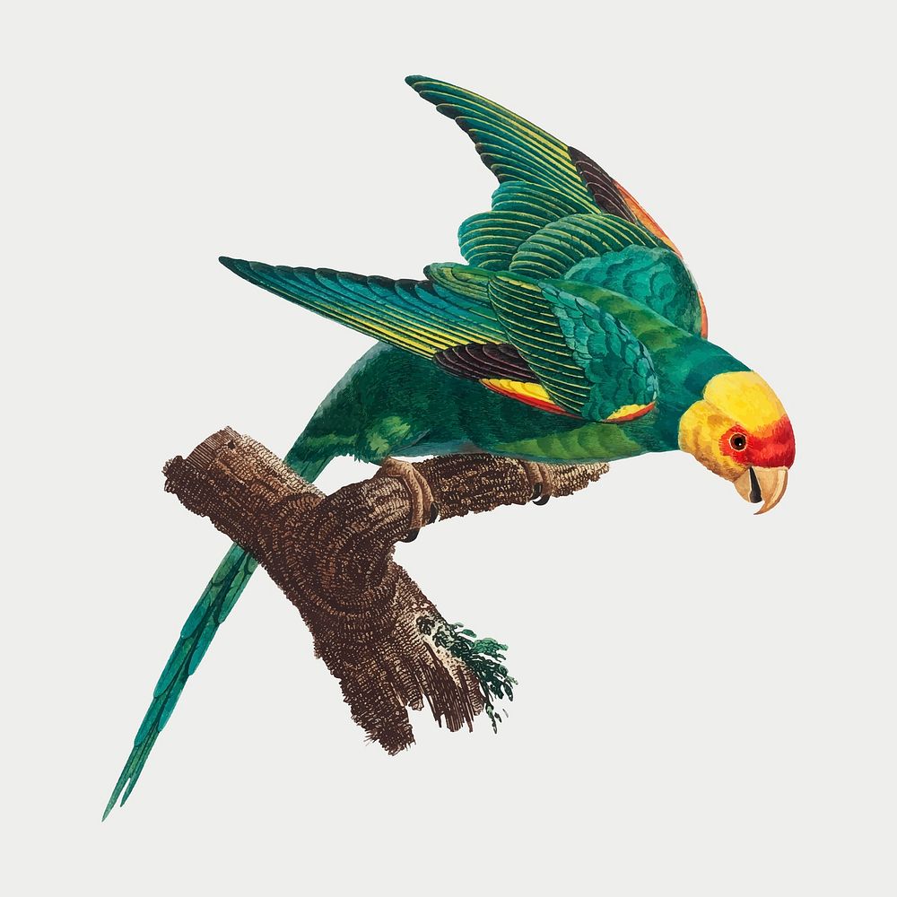 The Yellow-Crowned Parakeet illustration