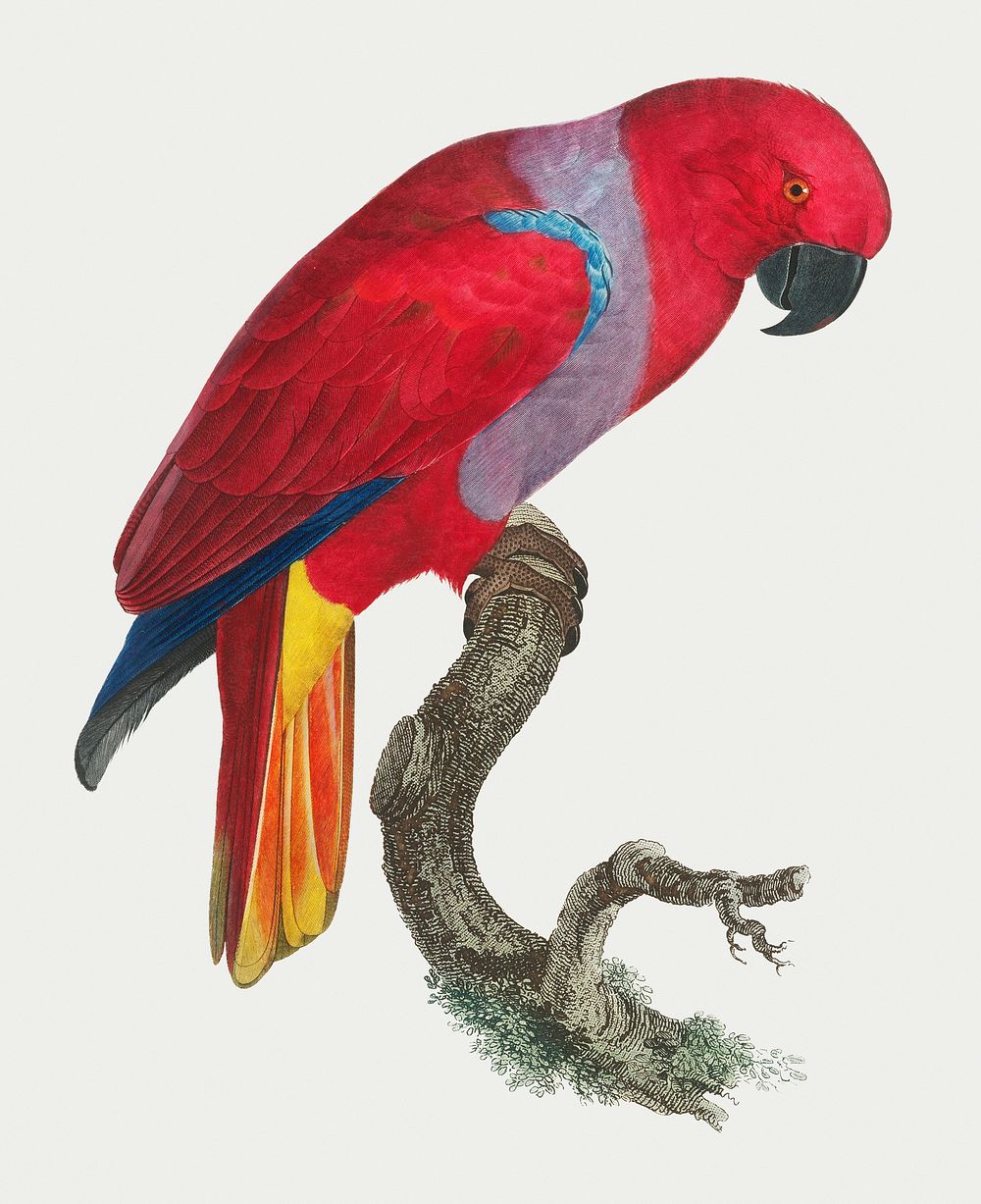The Eclectus Parrot, Eclectus roratus, male vintage illustration