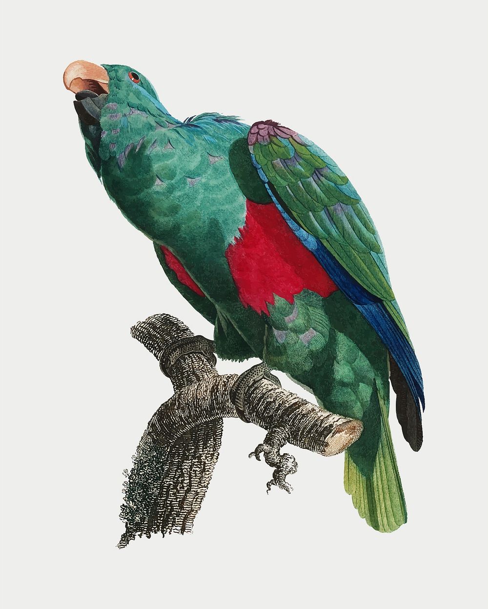 The Eclectus parrot vintage illustration