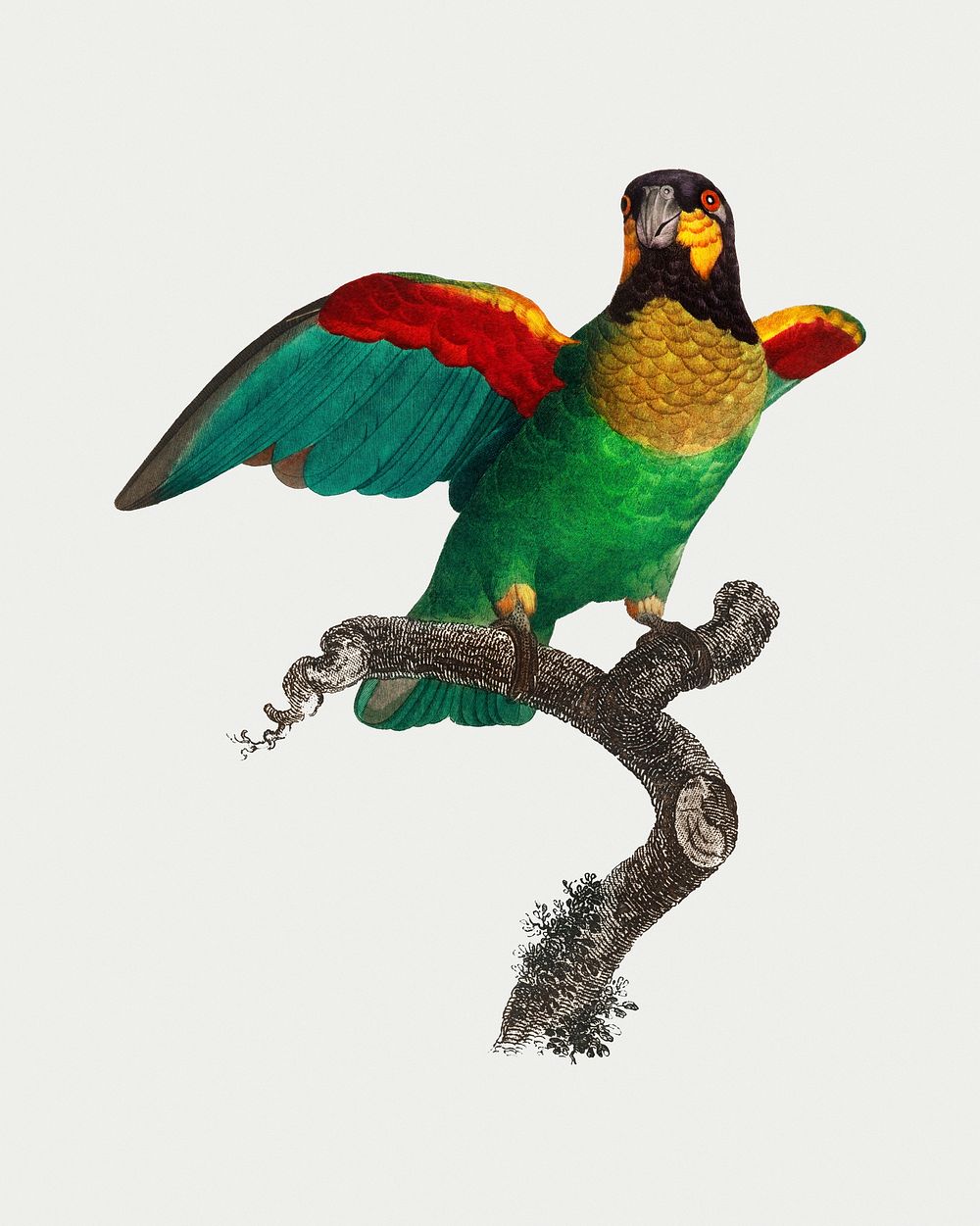 The Orange-cheeked parrot vintage illustration