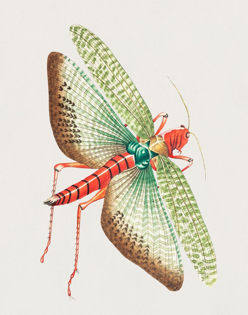 Egyptian locust illustration from The Naturalist's Miscellany (1789-1813) by George Shaw (1751-1813)