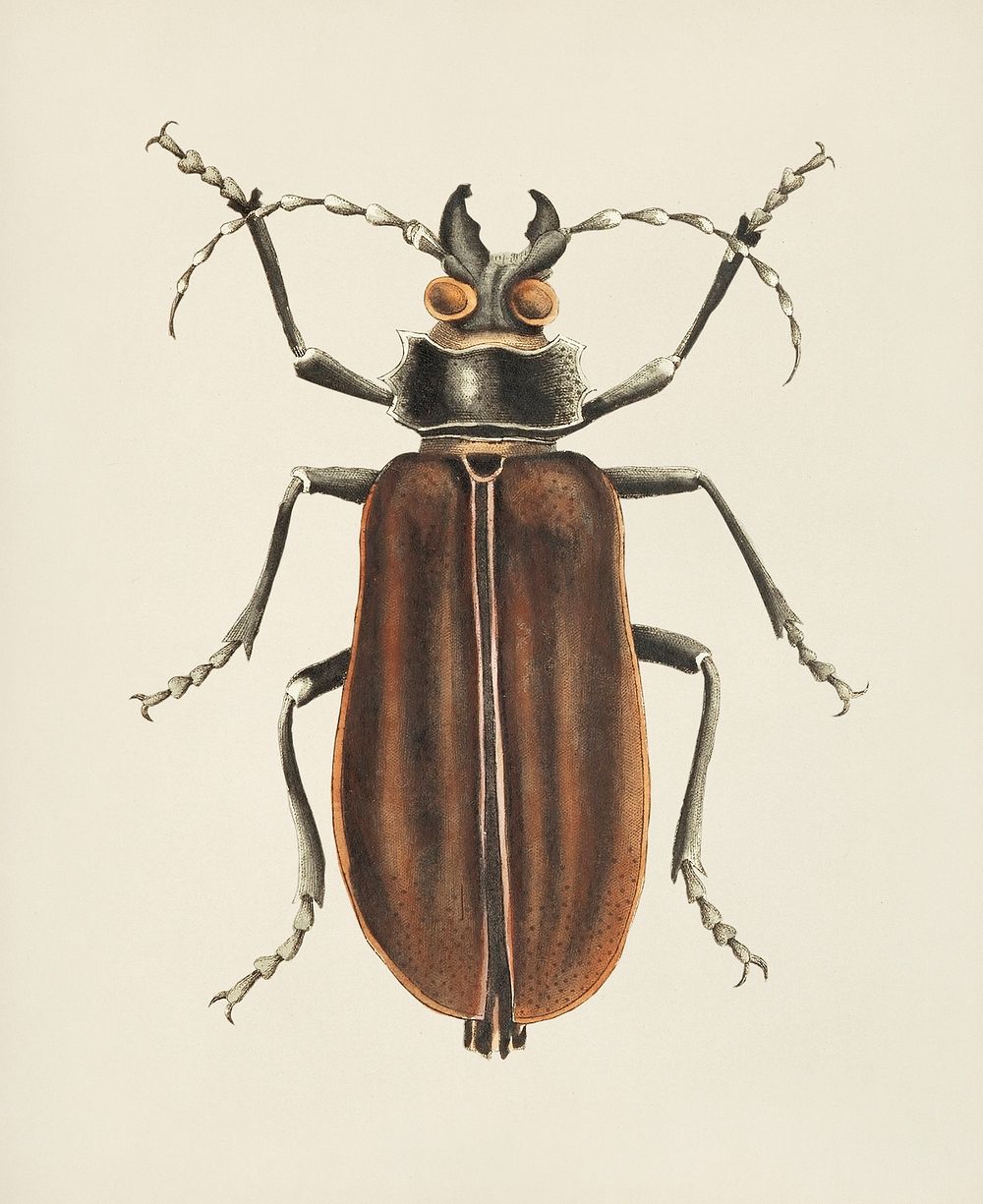 Great cerambyx or Black cerambyx illustration from The Naturalist's Miscellany (1789-1813) by George Shaw (1751-1813)