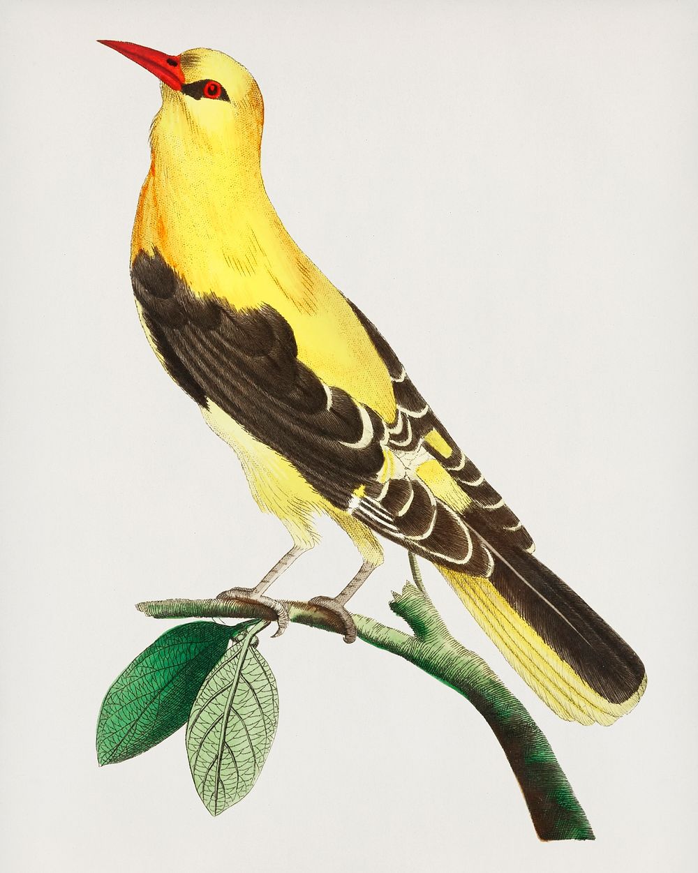 Vintage illustration of Golden Oriole or Golden thrush