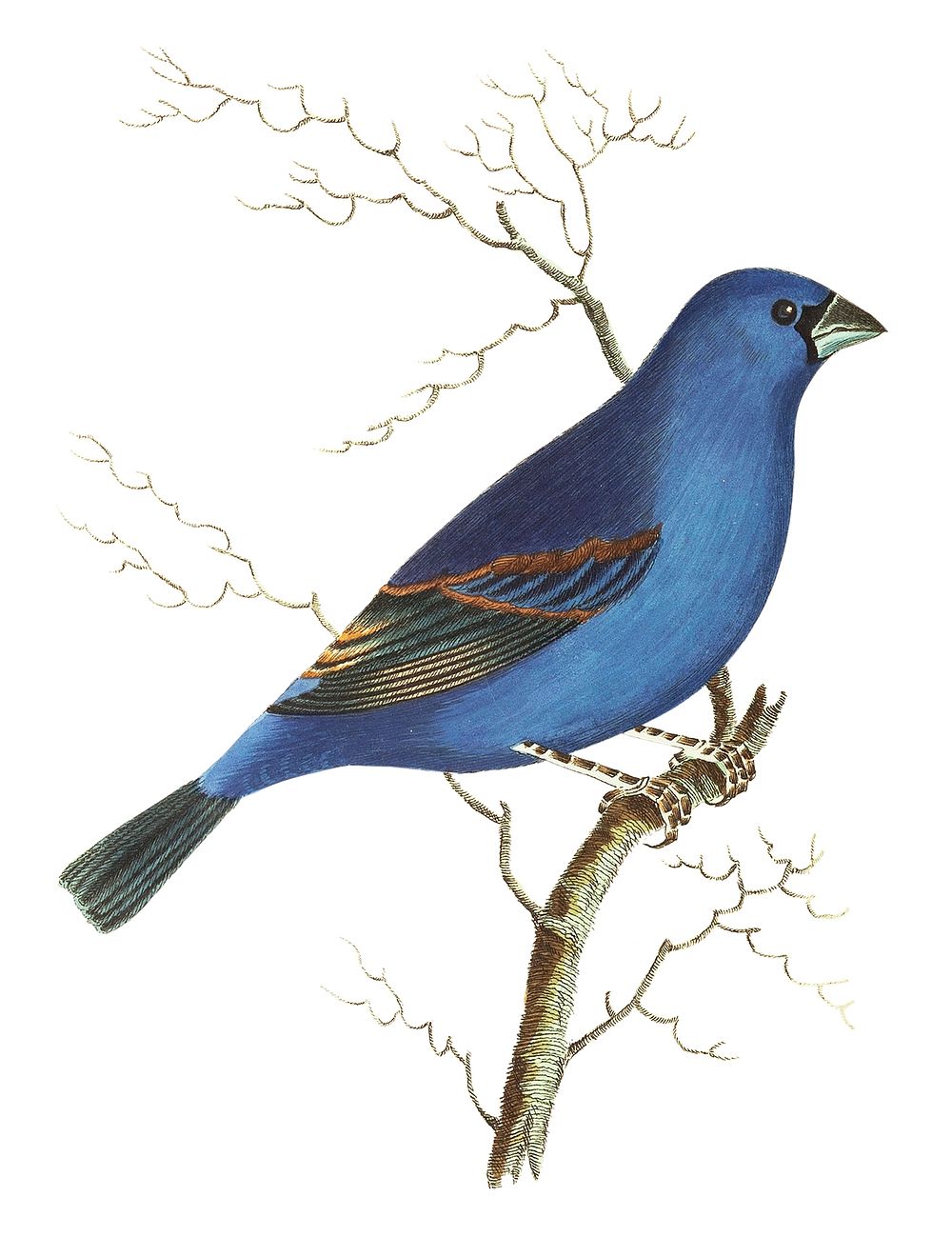 Blue grossbeak or Deep blue grossbeak illustration from The Naturalist's Miscellany (1789-1813) by George Shaw (1751-1813)