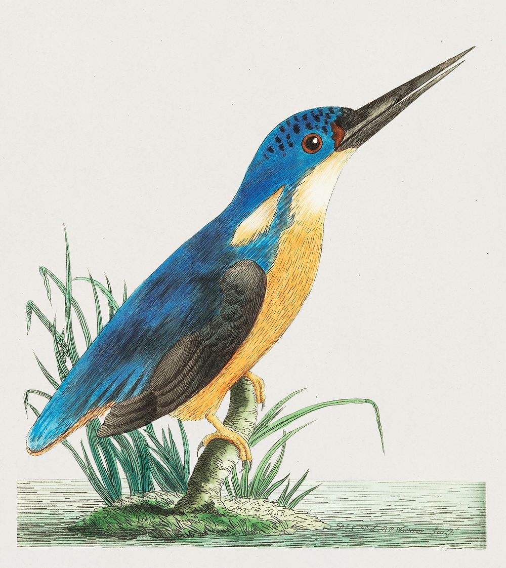 Tridigitated kingfisher or Deep-blue kingfisher illustration from The Naturalist's Miscellany (1789-1813) by George Shaw…