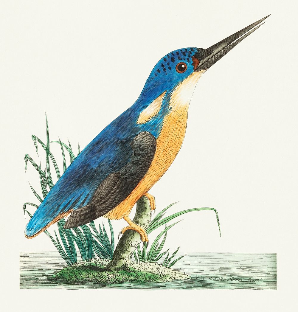 Tridigitated kingfisher or Deep-blue kingfisher illustration from The Naturalist's Miscellany (1789-1813) by George Shaw…
