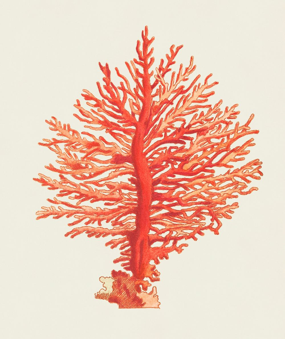 Vintage illustration of Pinnated Gorgonia