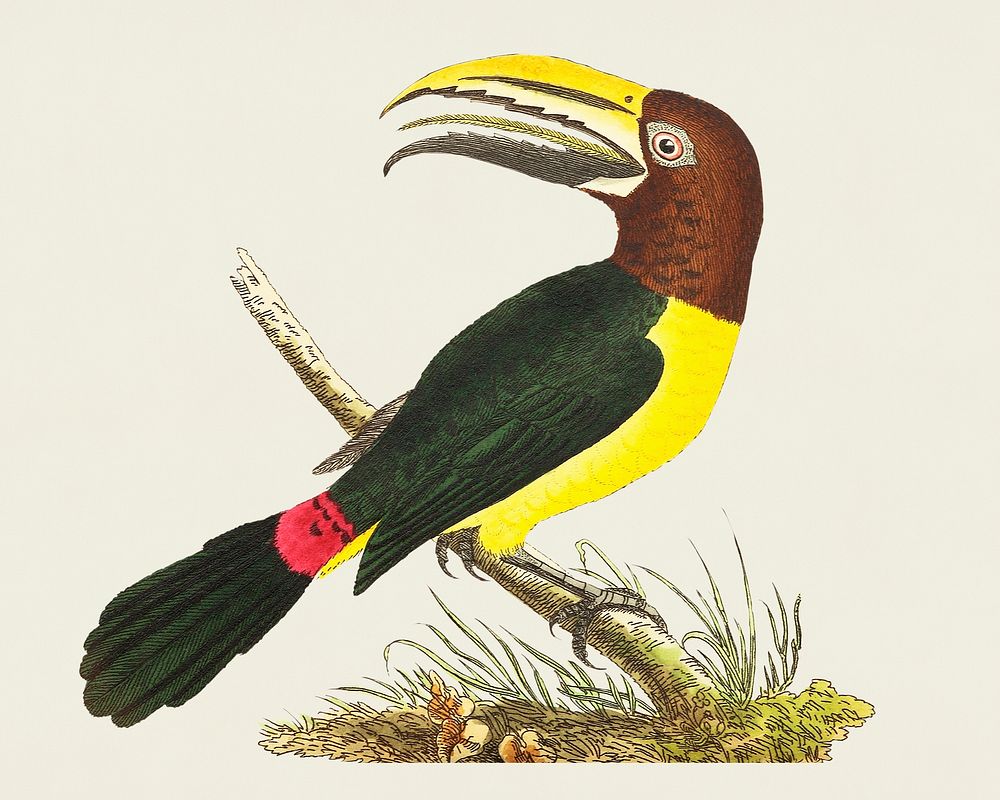 Vintage illustration of Green Toucan