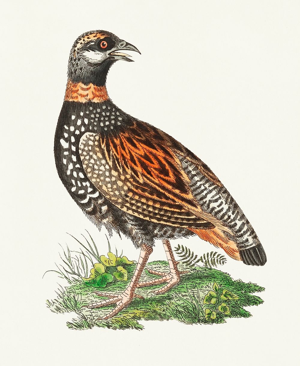 Francolin Partridge illustration from The Naturalist's Miscellany (1789-1813) by George Shaw (1751-1813)