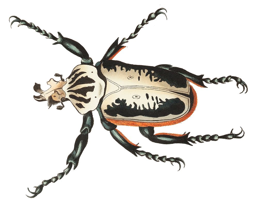 Goliath Beetle or Fork-headed Beetle illustration from The Naturalist's Miscellany (1789-1813) by George Shaw (1751-1813)