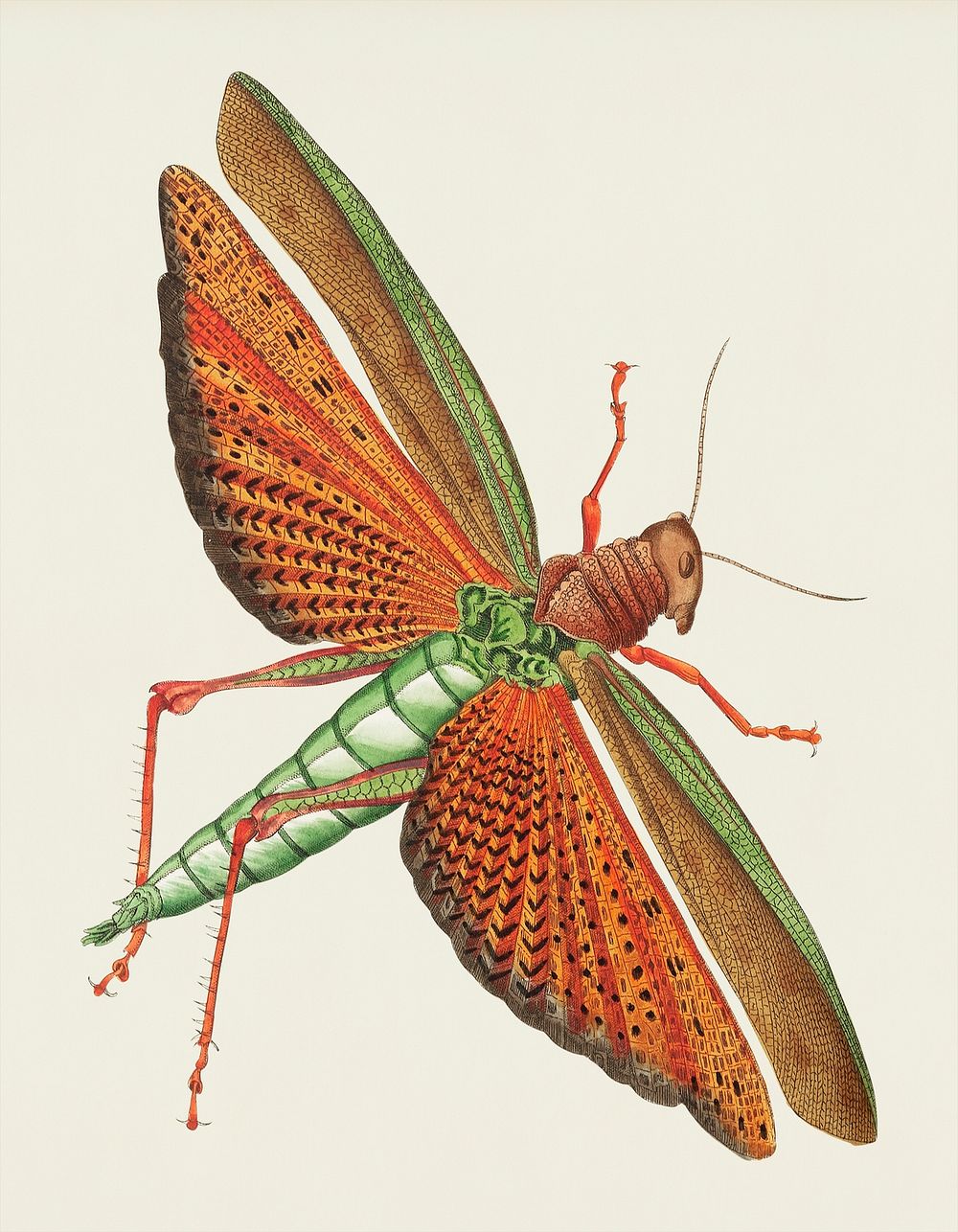 Imperial Locust illustration from The Naturalist's Miscellany (1789-1813) by George Shaw (1751-1813)