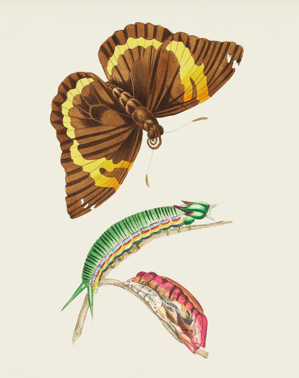 Cassia Butterfly illustration from The Naturalist's Miscellany (1789-1813) by George Shaw (1751-1813)
