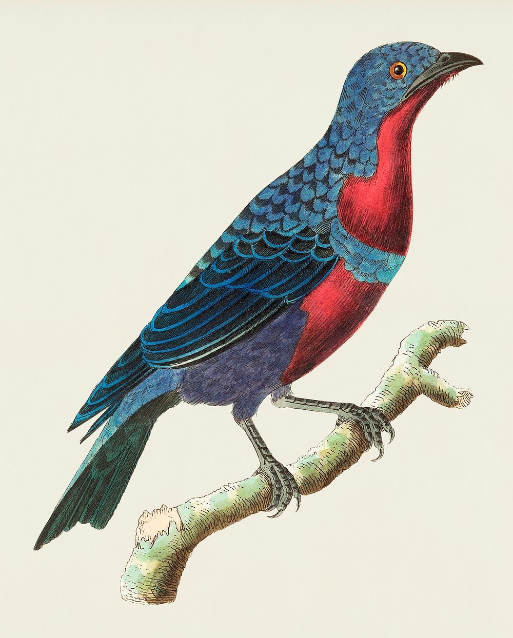 Purple-breasted Chatterer illustration from The Naturalist's Miscellany (1789-1813) by George Shaw (1751-1813)