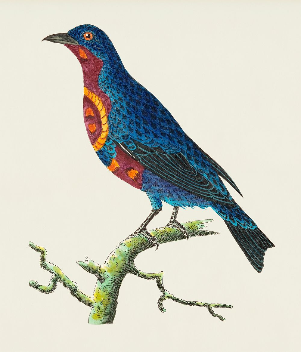 &ccedil; or Purple-breasted Chatterer illustration from The Naturalist's Miscellany (1789-1813) by George Shaw (1751-1813)