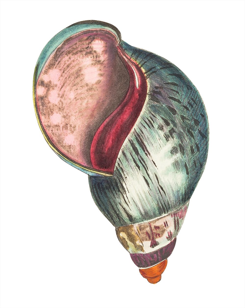 Agate bulla illustration from The Naturalist's Miscellany (1789-1813) by George Shaw (1751-1813)