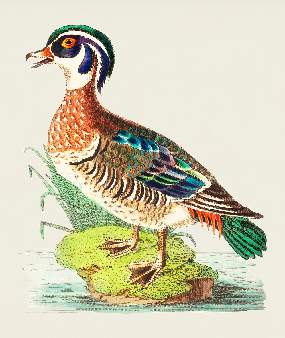 Summer Duck illustration from The Naturalist's Miscellany (1789-1813) by George Shaw (1751-1813)