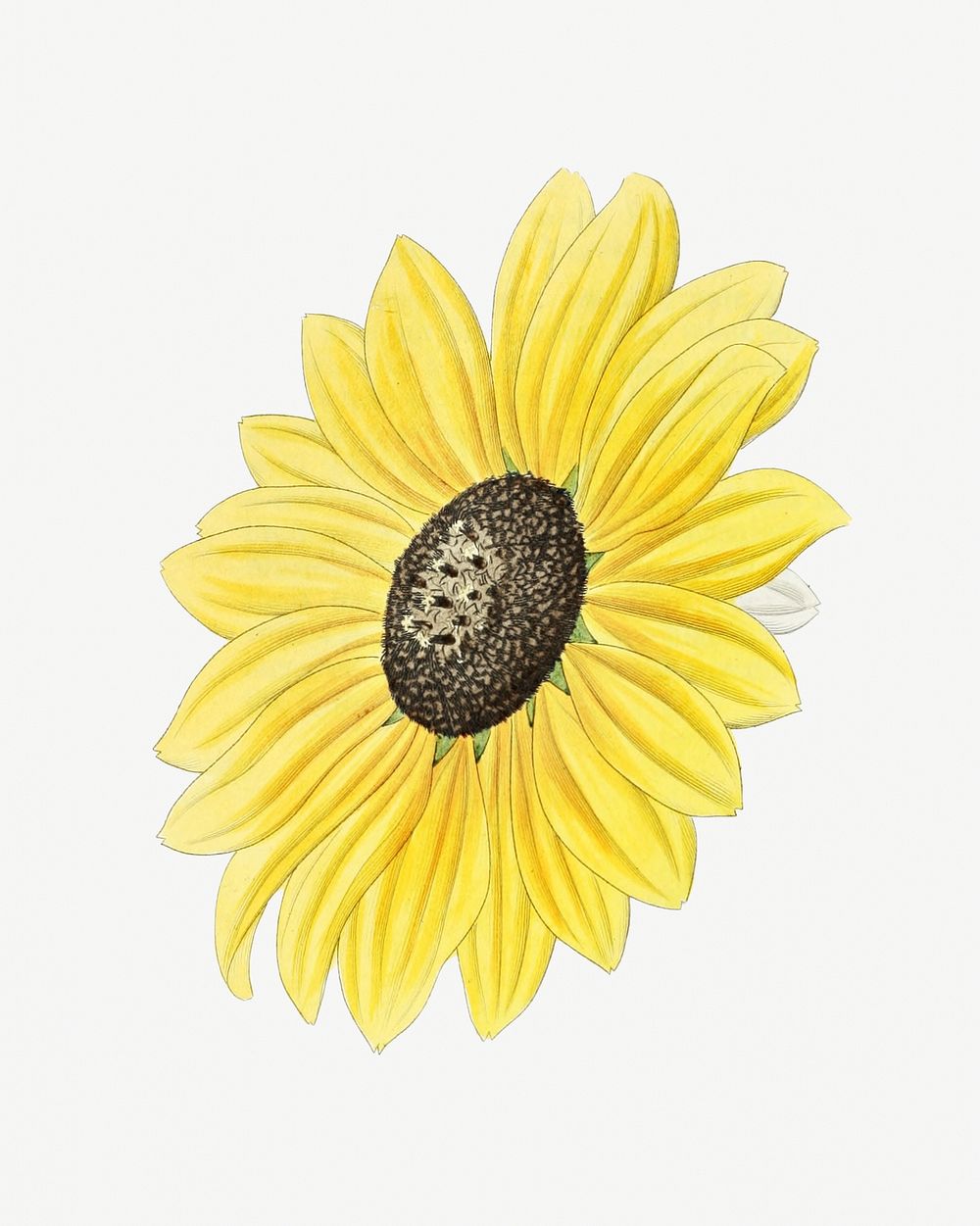 Yellow sunflower blooming psd hand drawn