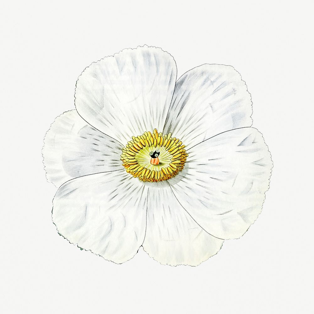Blooming Mexican poppy psd cut out