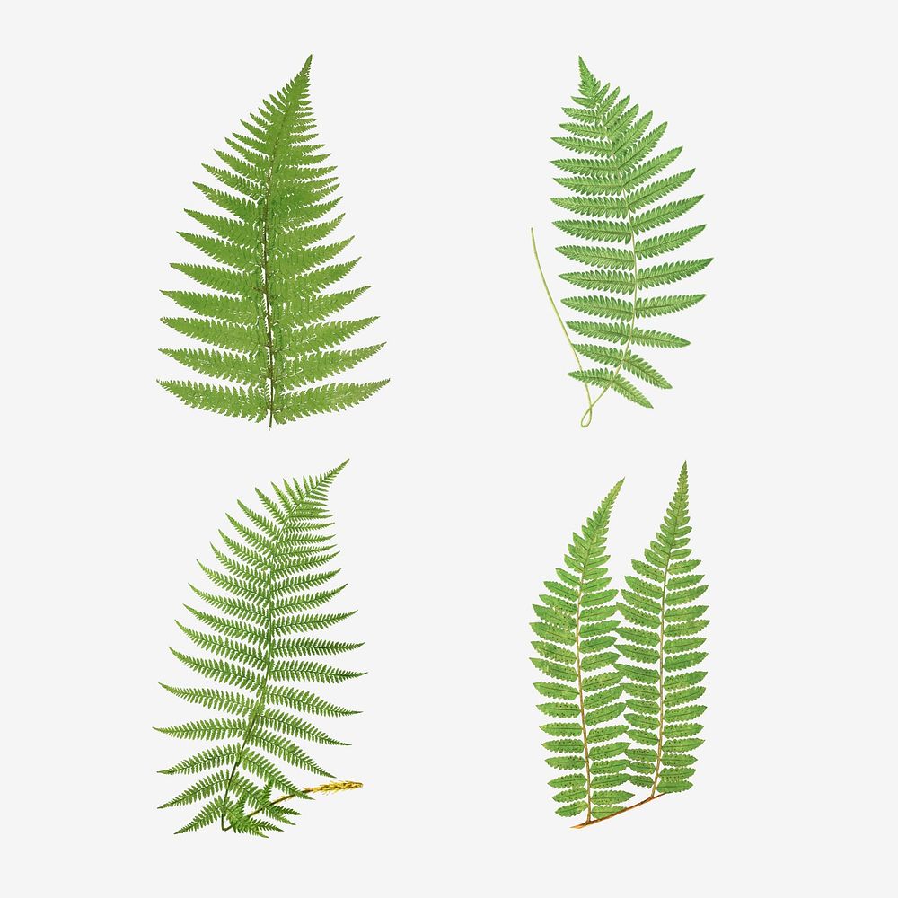 Set of vintage fern leaves vector