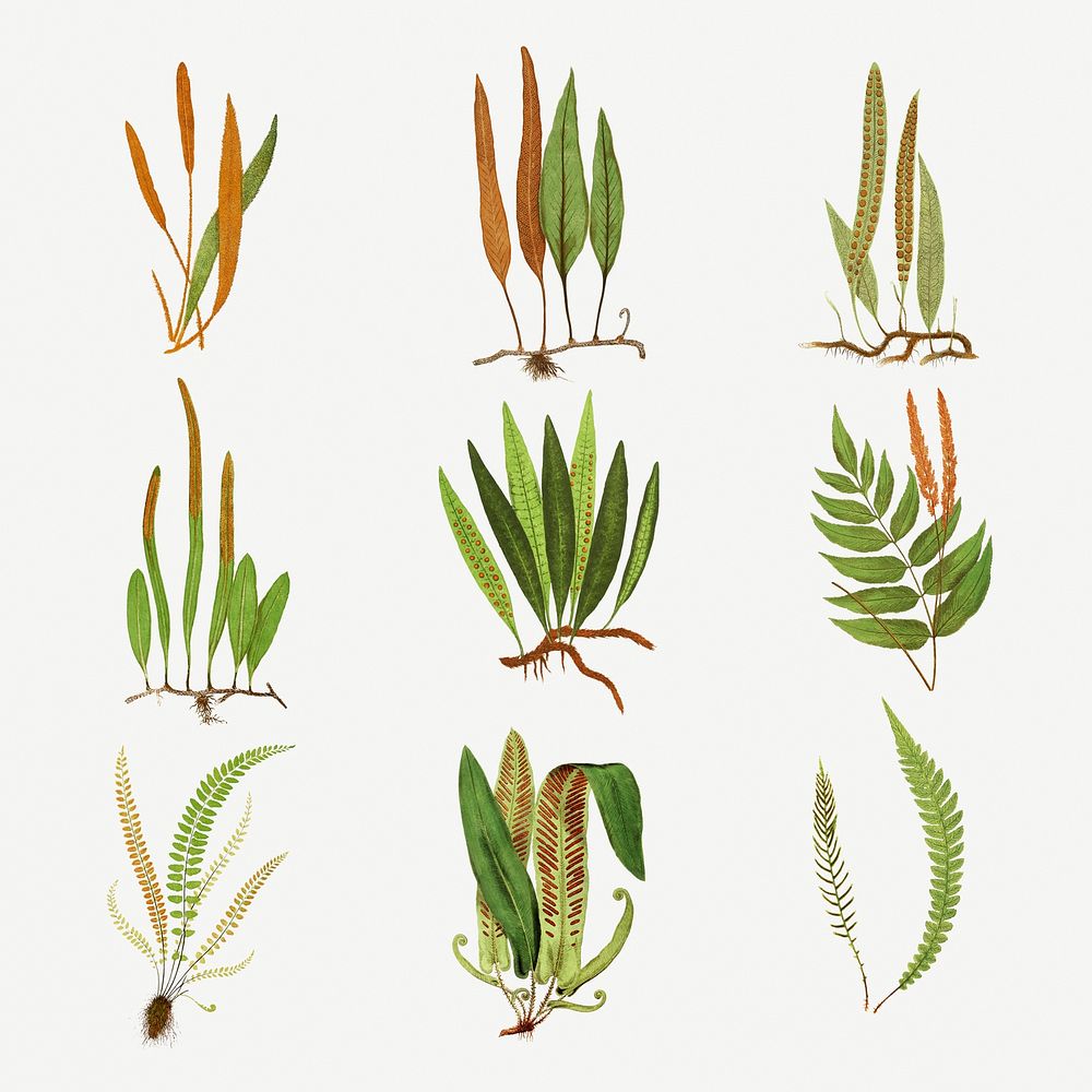 Set of  ferns vintage illustration mockup