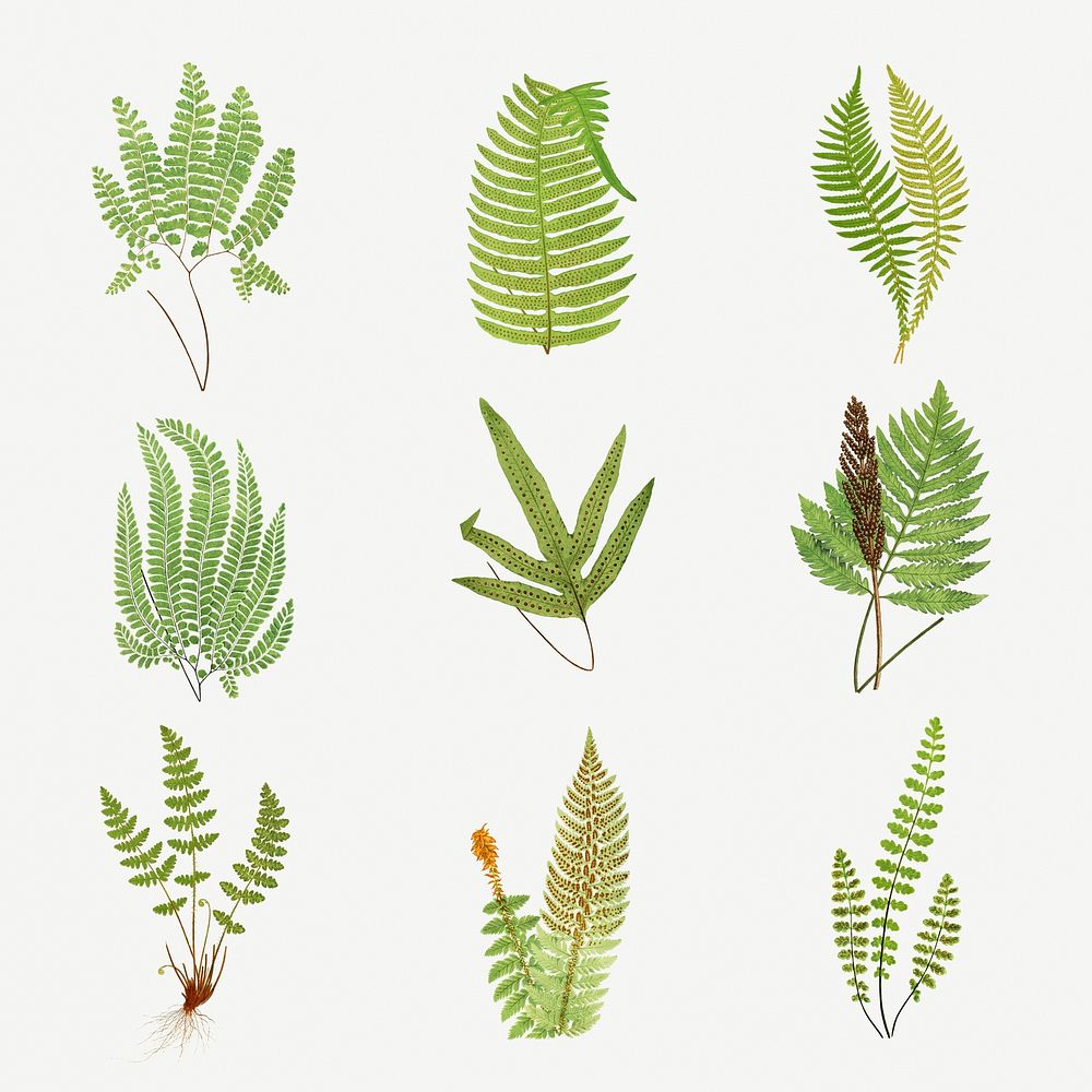 Set of ferns vintage illustration mockup