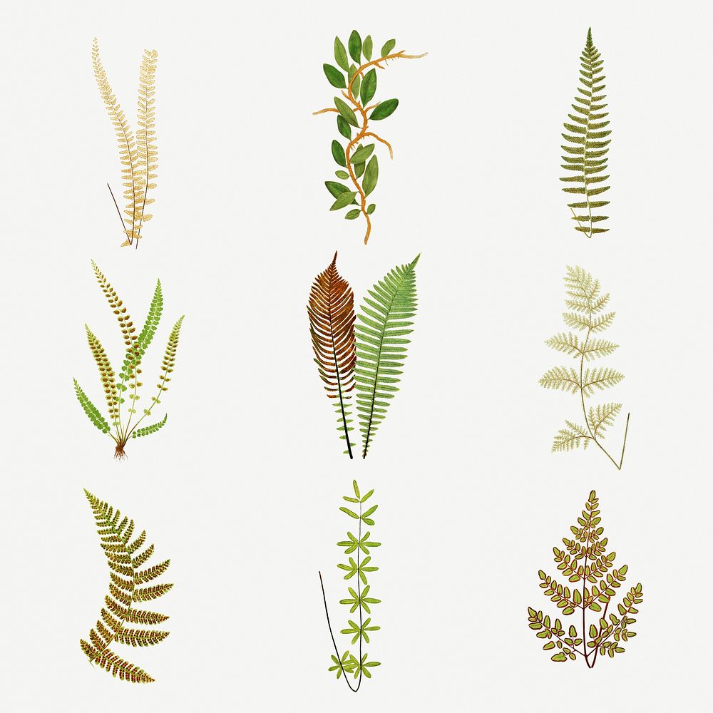 Set of ferns vintage illustration mockup