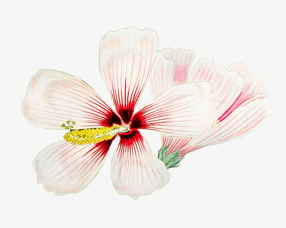 White hibiscus blooming psd illustration