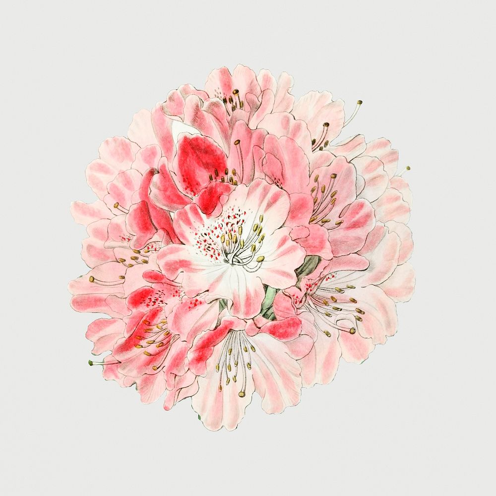 Vintage rhododendron flower psd sticker