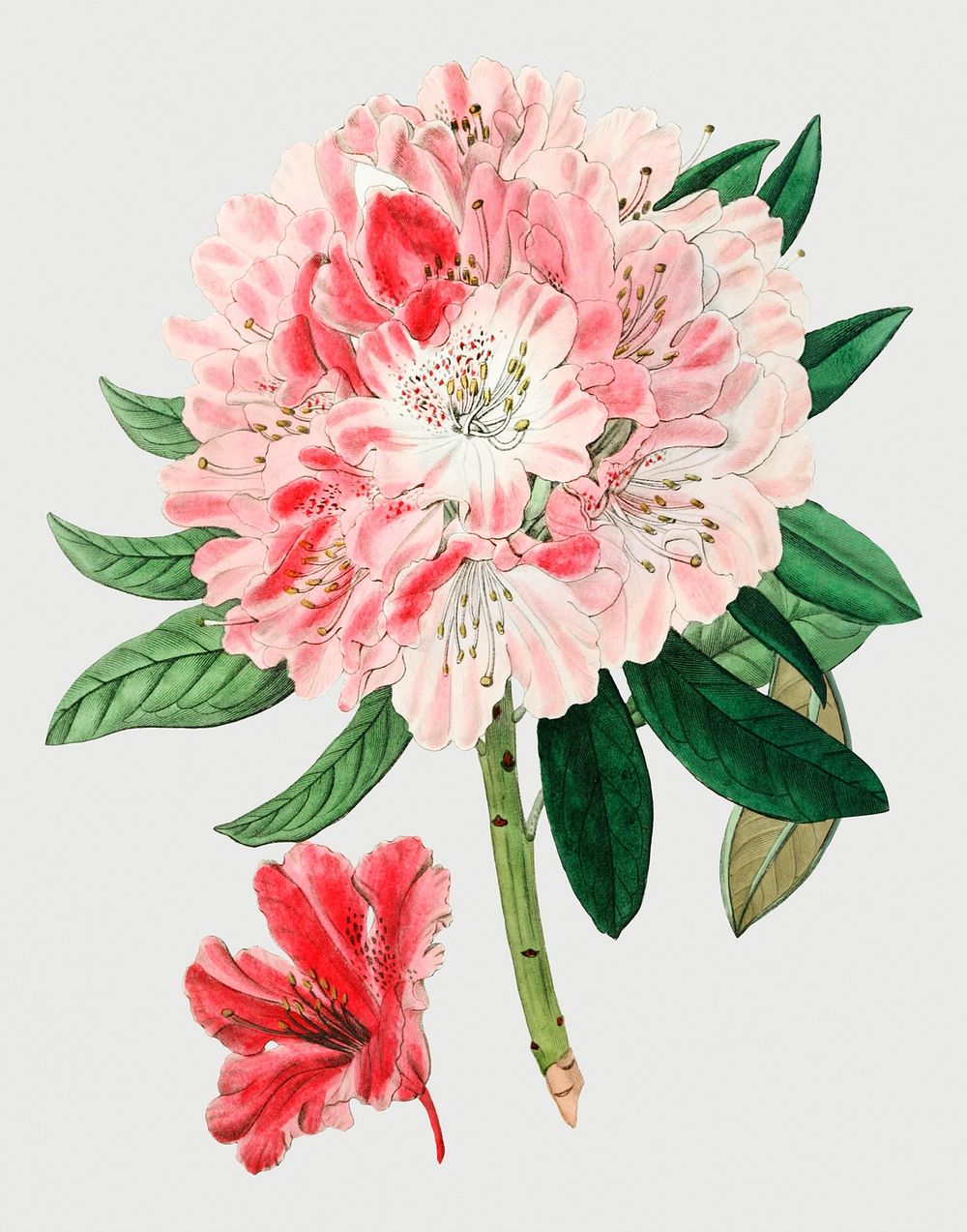 Vintage lovely rhododendron flower branch for decoration