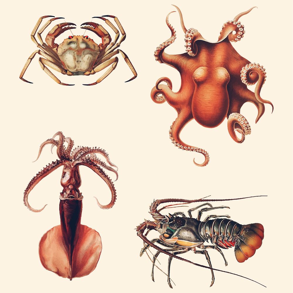 Various marine life vintage illustration