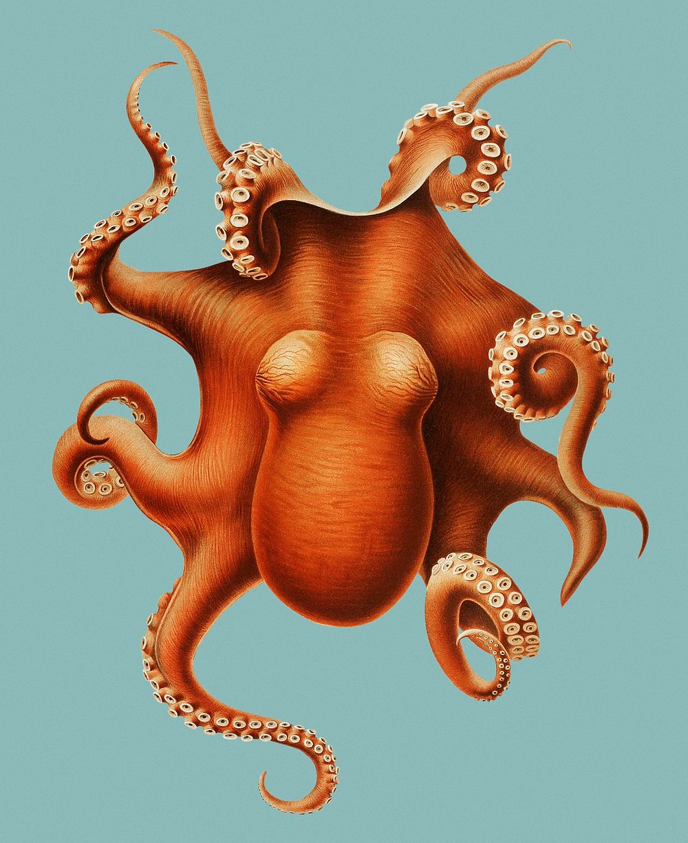 Vintage colored octopus illustration