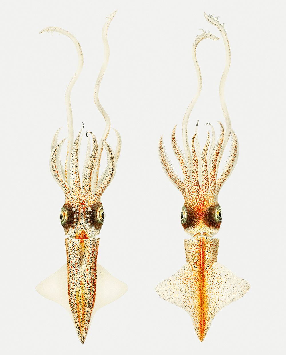 Abraliopsis morisii, bioluminescent squid illustration