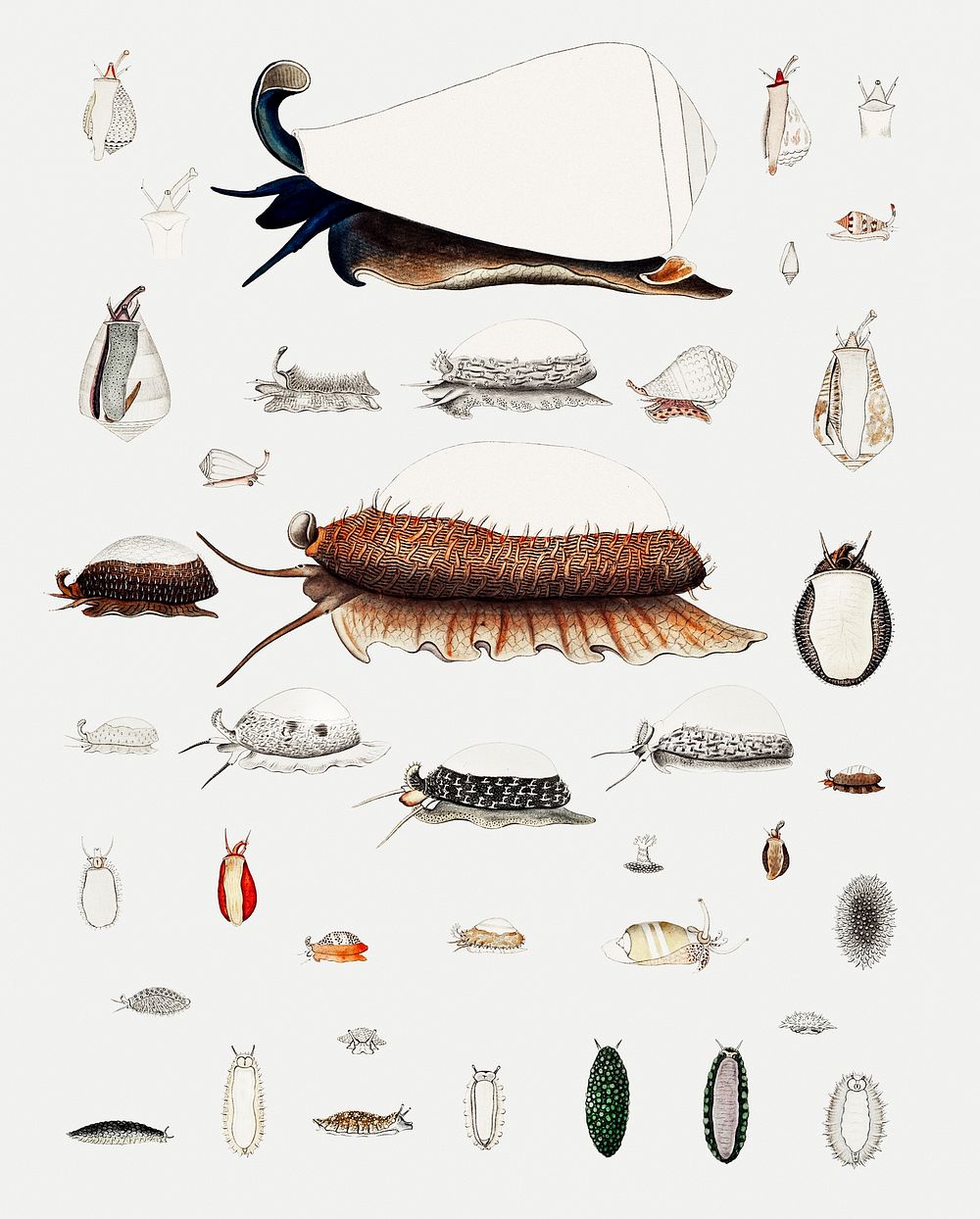 Sea snail and sea slug varieties set illustration