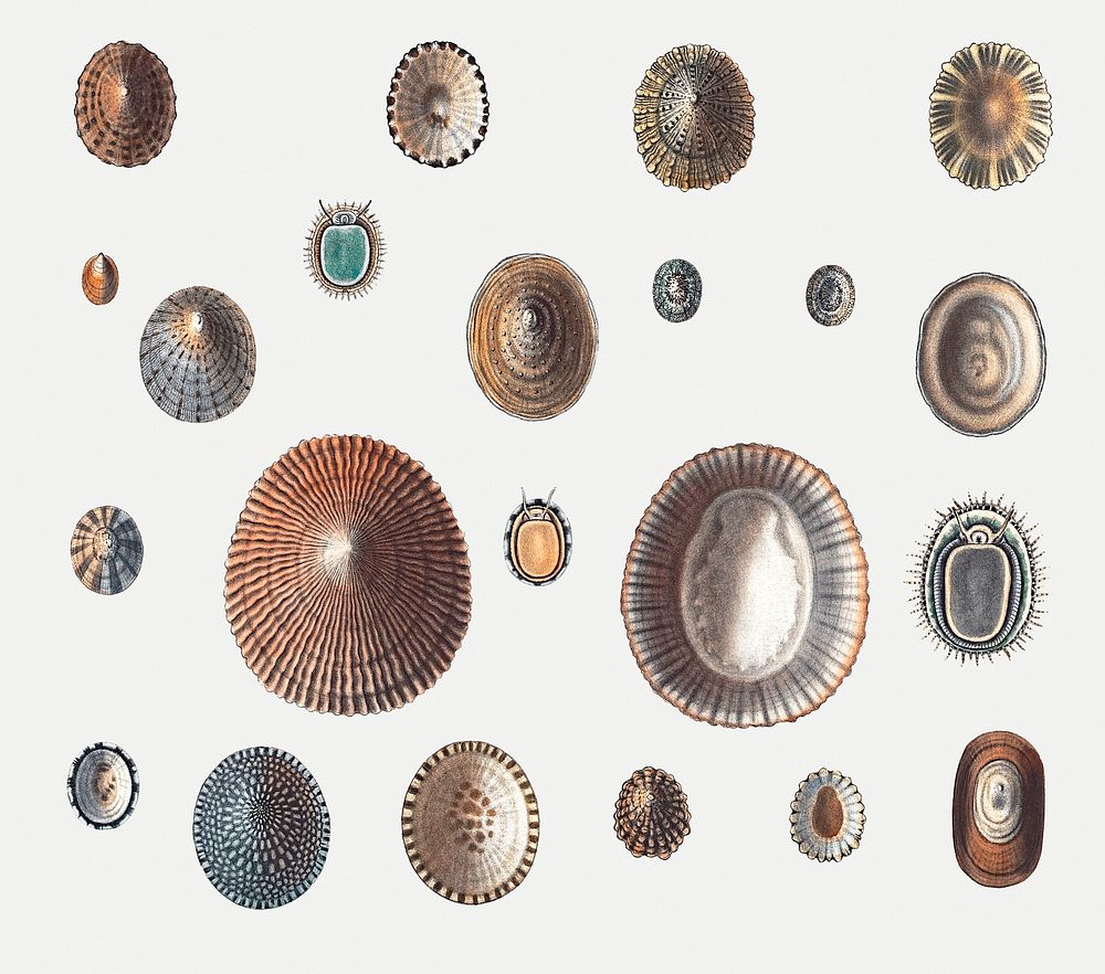 Sea snail varieties set illustration