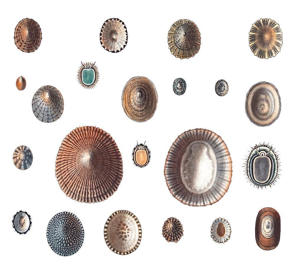 Sea snail varieties set illustration