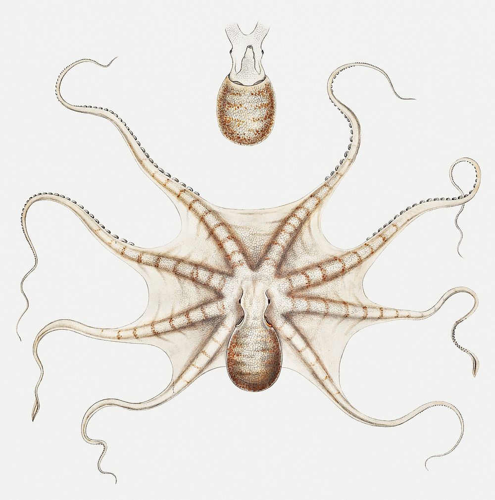 Octopus mimus, a gould octopus illustration