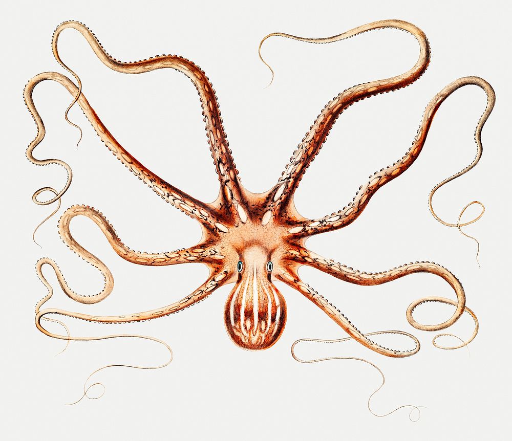 White striped octopus vintage illustration