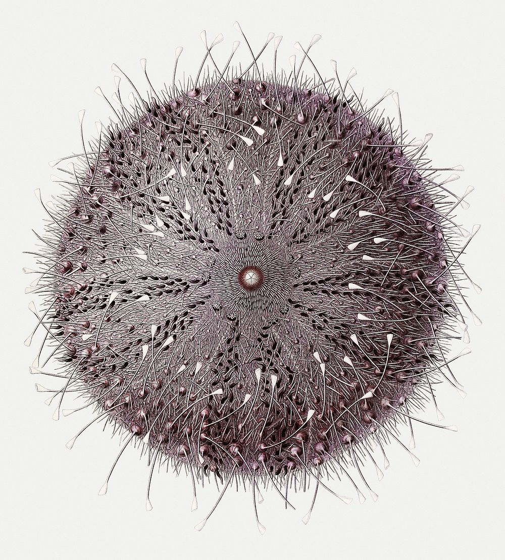 Sperosoma grimaldii, a sea urchin illustration