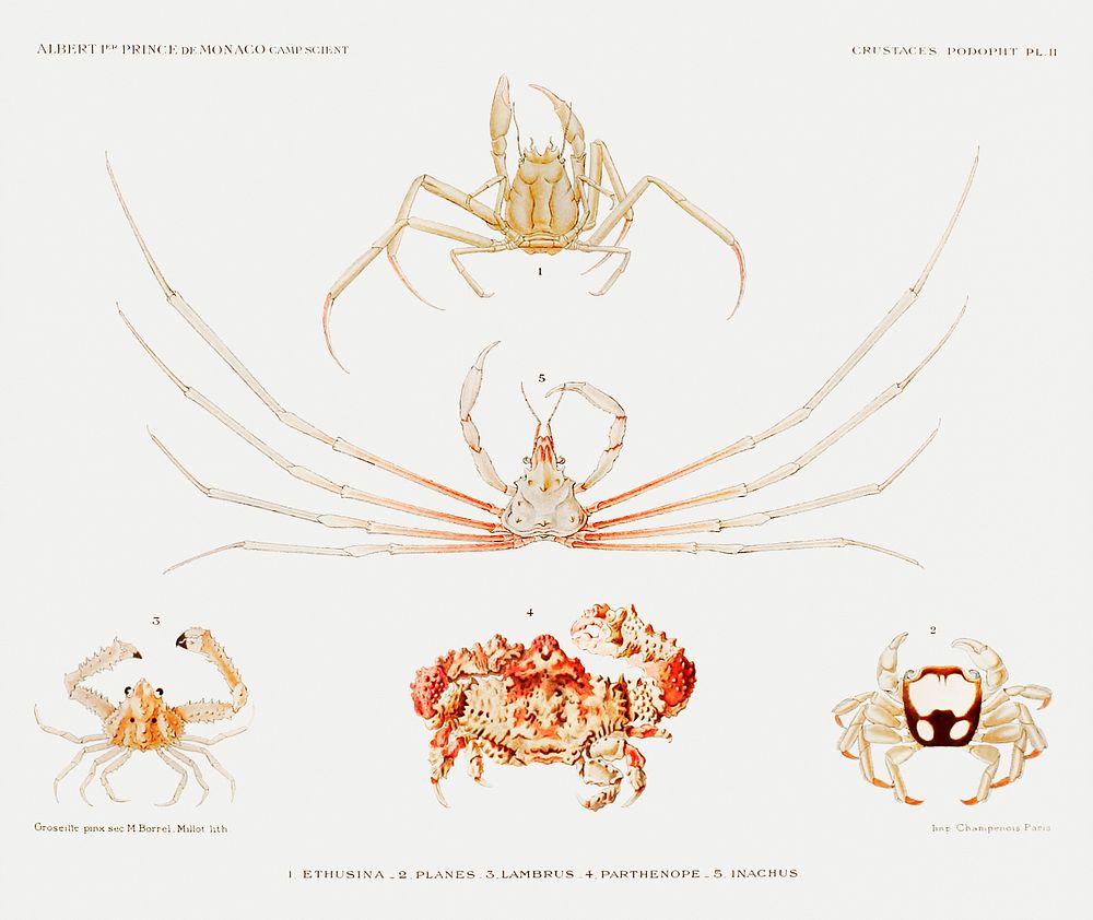 Crab varieties set illustration from R&eacute;sultats des Campagnes Scientifiques by Albert I, Prince of Monaco…