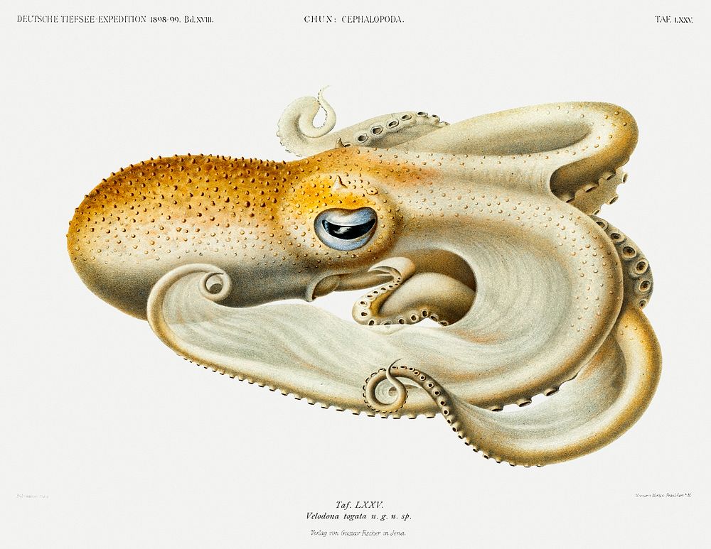 Velodona octopus illustration from Deutschen Tiefsee-Expedition, German Deep Sea Expedition (1898&ndash;1899) by Carl Chun.…