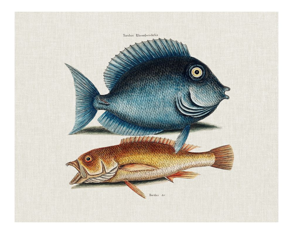 Vintage Tang fish (Turdus Rhomboidalis) and Yellow Fish (Turdus cauda convexa) illustration wall art print and poster.