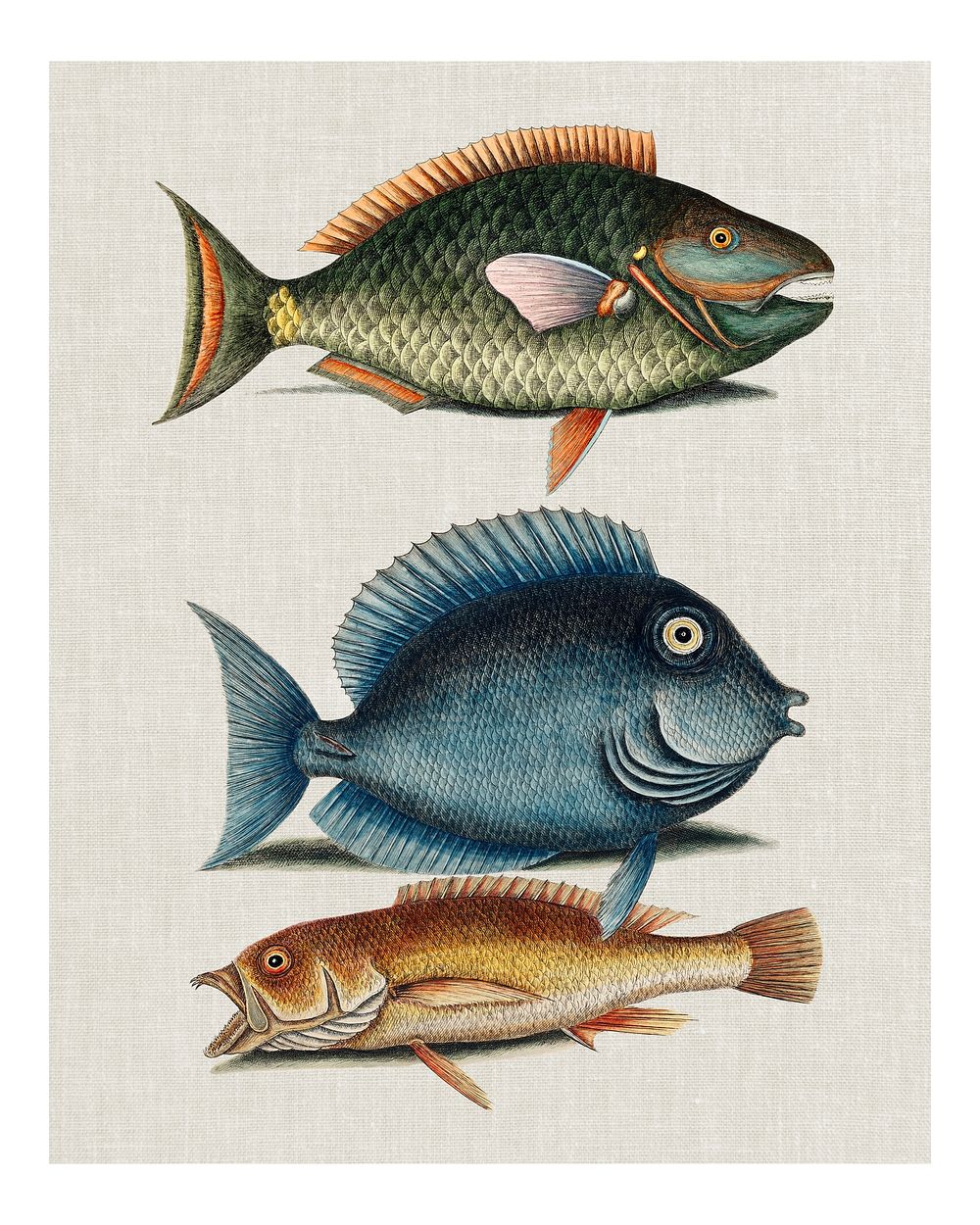 Vintage Parrot Fish, Tang fish, and Yellow Fish remix wall art print and poster.