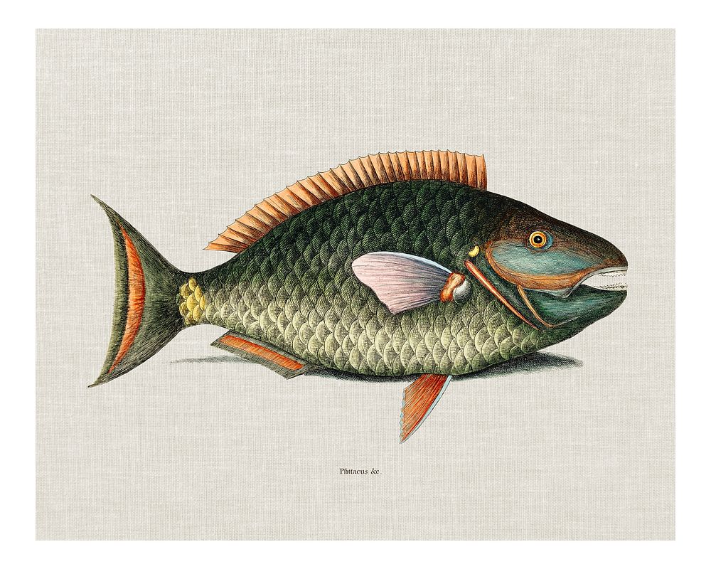 Vintage Parrot Fish (Psittacus Piscis Viridis) illustration wall art print and poster.