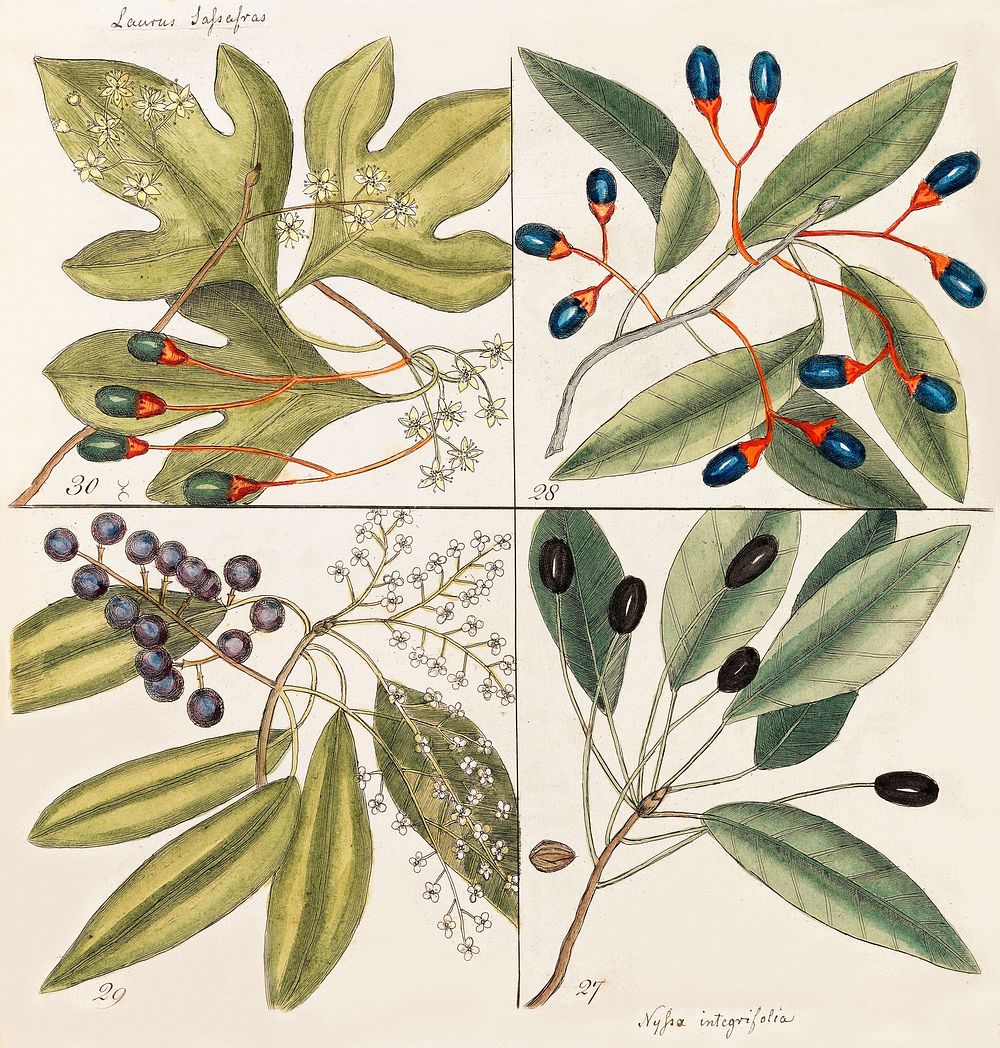 Tupelo Tree (Arbor in aqua nafeens) , Red Bay (Laurus Carolinenfis), Purple-berried Bay (Liguftrum Lauri folio), Saffafras…